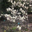 Serviceberry, Shadblow Serviceberry