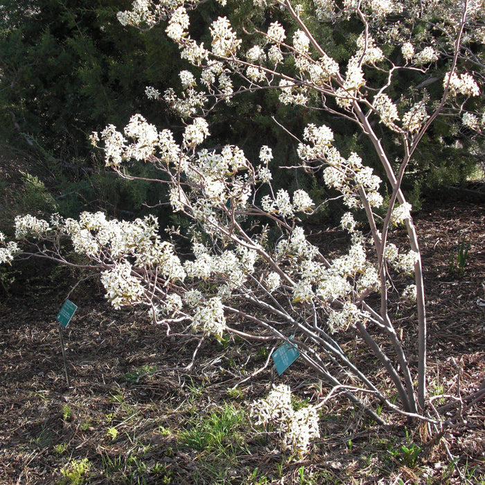 Serviceberry, Shadblow Serviceberry