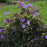 Cranesbill, Boom Chocolatta Cranesbill