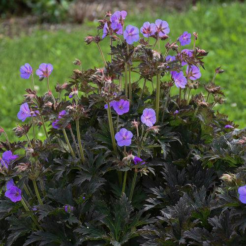 Cranesbill, Boom Chocolatta Cranesbill