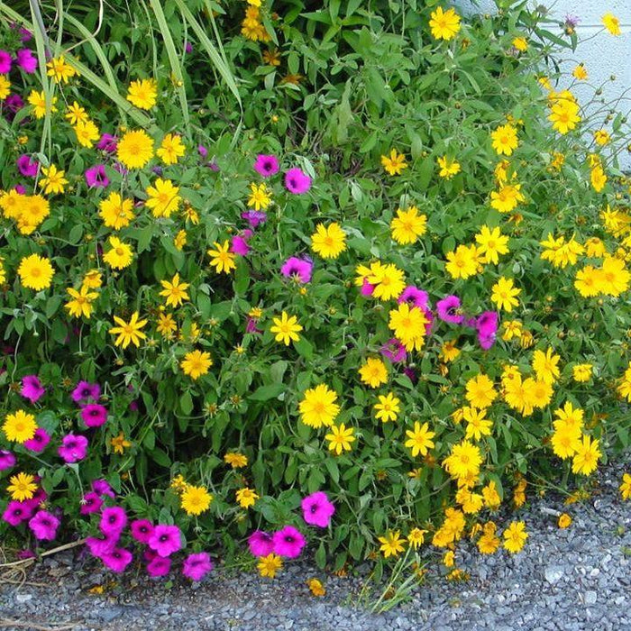 Tickseed, Sunshine Superman Star Tickseed