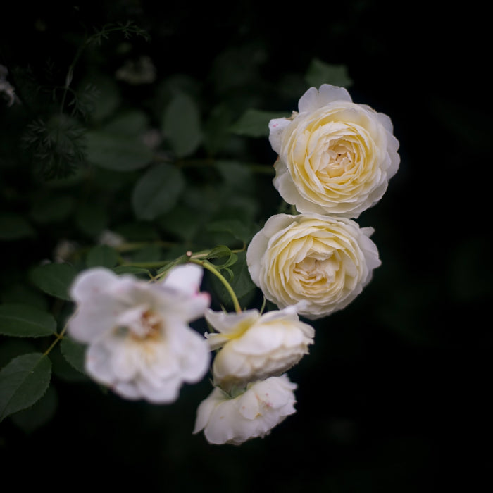Rose, Claire Austin Rose