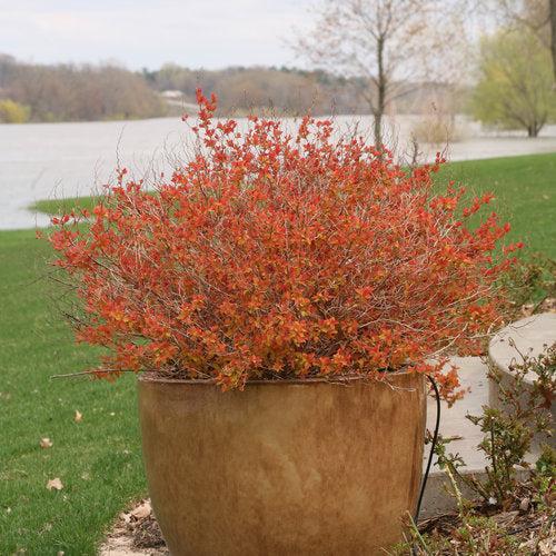 Spirea, Double Play® Big Bang Spirea