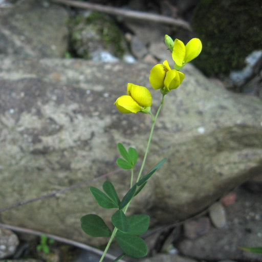 Baptisia, Wild Indigo