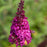 Butterfly Bush, First Editions® Funky Fuchsia™ Butterfly Bush