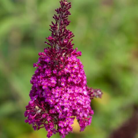 Butterfly Bush, First Editions® Funky Fuchsia™ Butterfly Bush