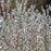 Willow, First Editions® Iceberg Alley® Sageleaf Willow