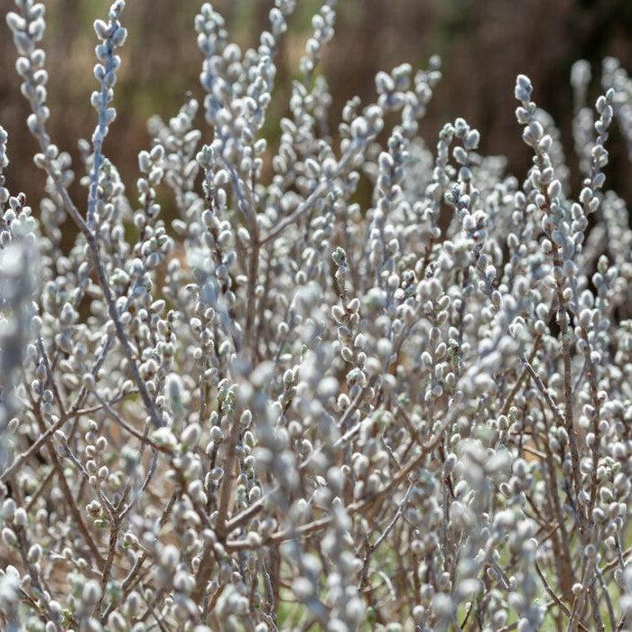 Willow, First Editions® Iceberg Alley® Sageleaf Willow