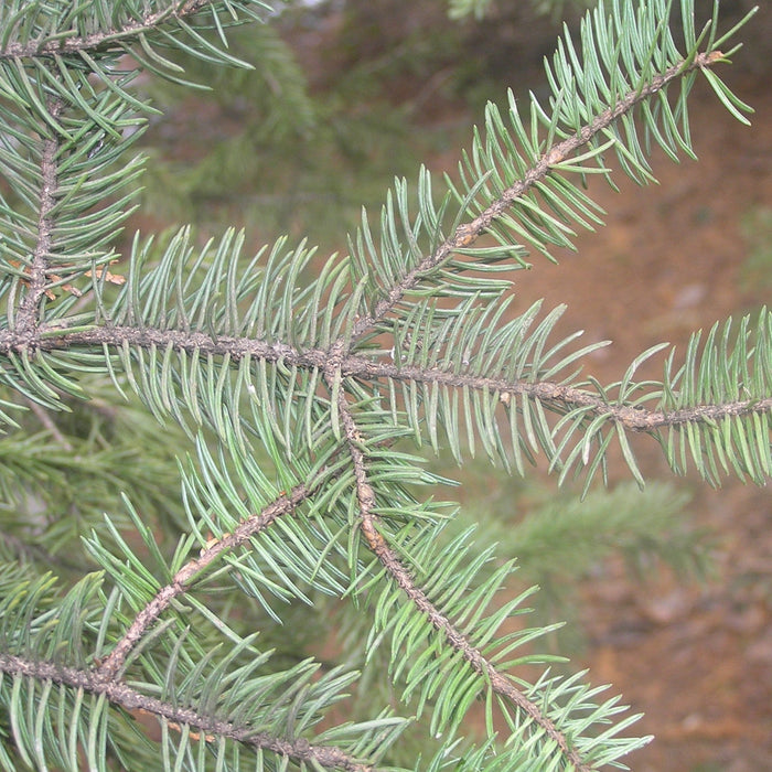 Spruce, Meyer Spruce