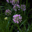 Allium, Millenium Ornamental Onion
