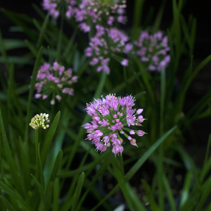 Allium, Millenium Ornamental Onion