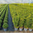 Boxwood, BetterBoxwood® Skylight™ Boxwood