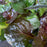 Bugle Weed, Black Scallop Bugle Weed