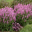 Salvia, Color Spires® Back to the Fuchsia Salvia