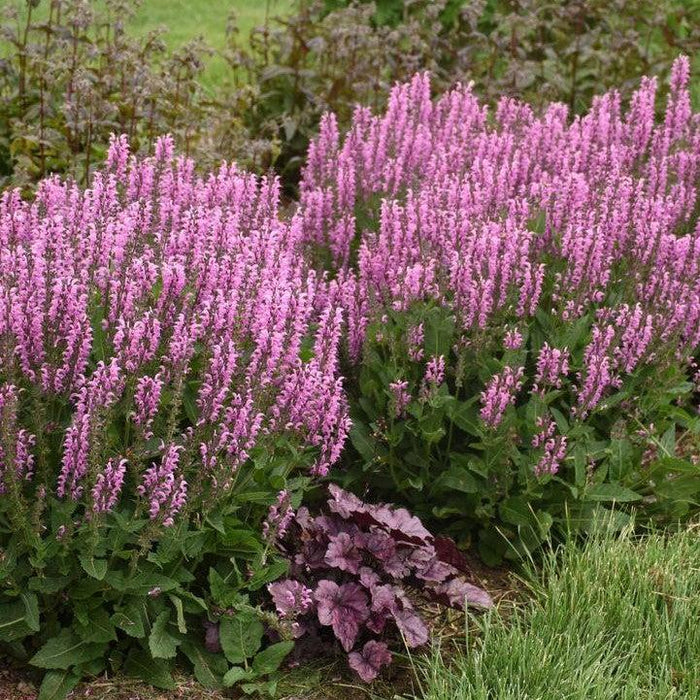 Salvia, Color Spires® Back to the Fuchsia Salvia