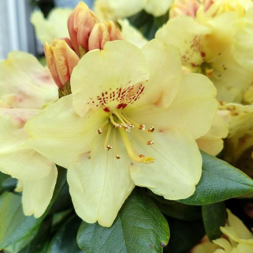 Rhododendron, Gold Prinz Rhododendron