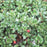 Bearberry, Massachusetts Bearberry