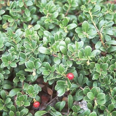 Bearberry, Massachusetts Bearberry