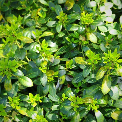 Holly, Densa Inkberry Holly