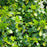 Holly, Densa Inkberry Holly