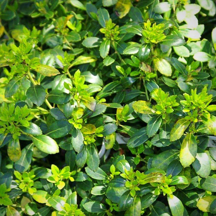 Holly, Densa Inkberry Holly
