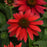 Coneflower, Sombrero® Tres Amigos Coneflower