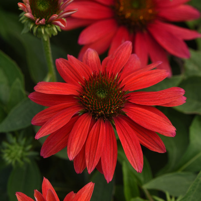 Coneflower, Sombrero® Tres Amigos Coneflower