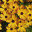 Tickseed,  Permathreads™ Butter Rum Coreopsis