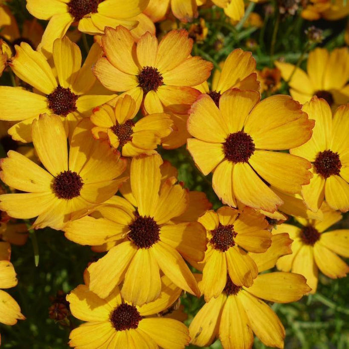 Tickseed,  Permathreads™ Butter Rum Coreopsis