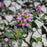 Deadnettle, Pink Chablis Deadnettle