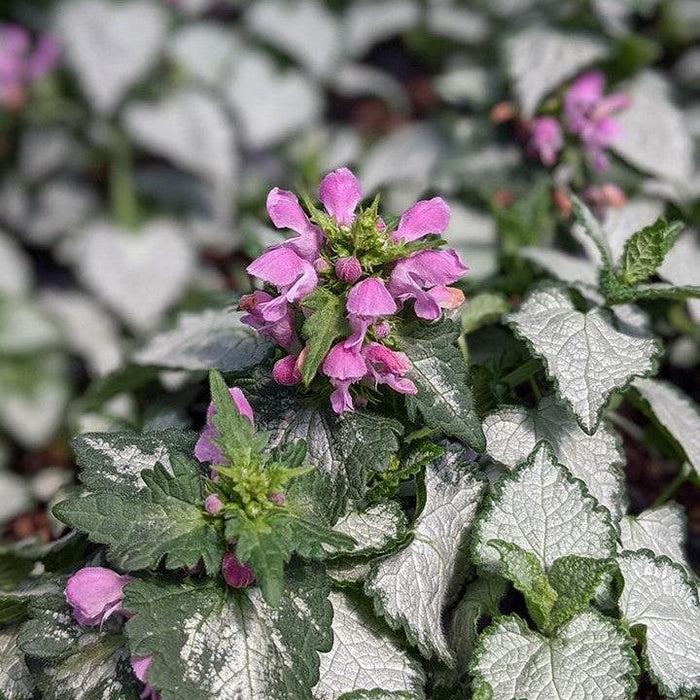 Deadnettle, Pink Chablis Deadnettle