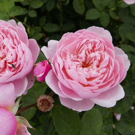 Rose, The Alnwick® Rose
