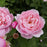 Rose, The Alnwick® Rose