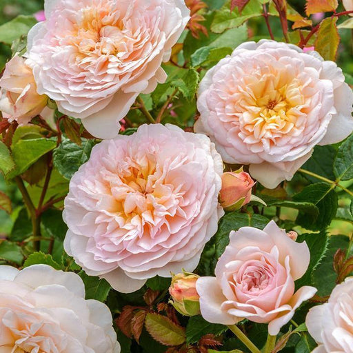 Rose, Emily Bronte Rose