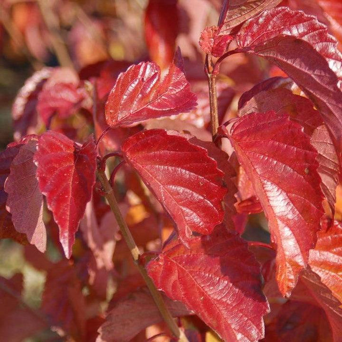 Viburnum, Red Feather® Arrowwood