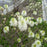 Fothergilla, Mount Airy Fothergilla
