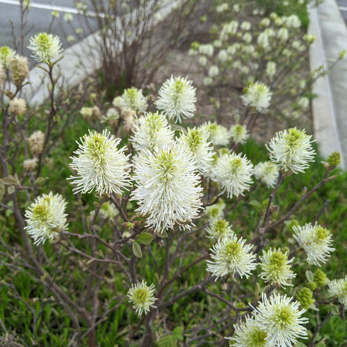 Fothergilla, Mount Airy Fothergilla