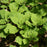 Spurge, Allegheny Spurge
