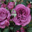 Rose, Plum Perfect