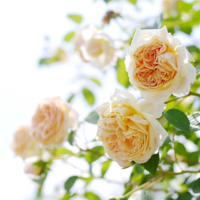 Rose, Teasing Georgia® Rose