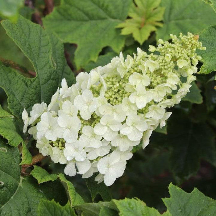 Hydrangea, PW® Gatsby Glow Ball® Hydrangea