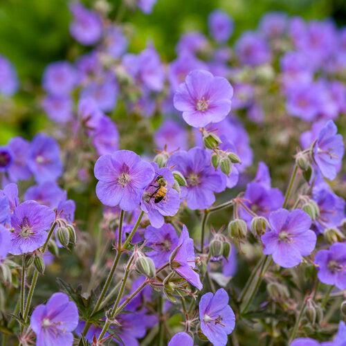 Cranesbill, Boom Chocolatta Cranesbill