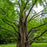 Redwood, Dawn Redwood