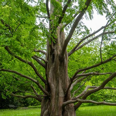 Redwood, Dawn Redwood