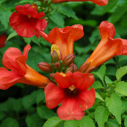 Trumpet Vine, Summer Jazz™ Fire Campsis