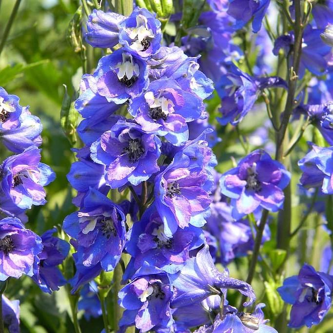 Delphinium, Guardian Blue