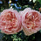Rose, Bloomables® Colette™ Climbing Rose