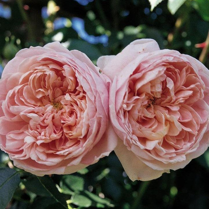 Rose, Bloomables® Colette™ Climbing Rose