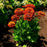 Black Eyed Susan, Solar Sisters™ Black-Eyed Susan