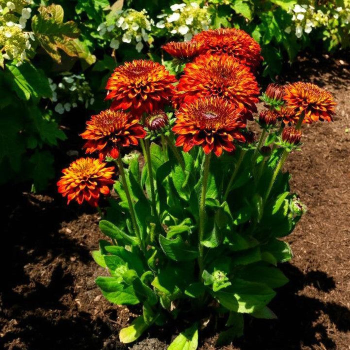 Black Eyed Susan, Solar Sisters™ Black-Eyed Susan